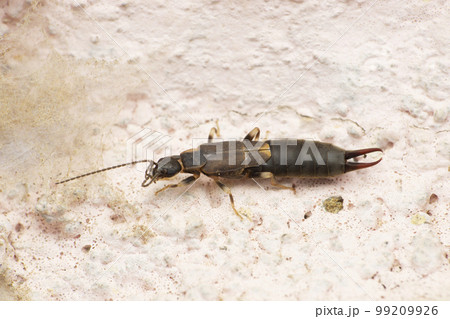 Black earwig, Forficula species, Satara, Maharashtra, India Black earwig, Forficula species, Satara, Maharashtra, India 99209926