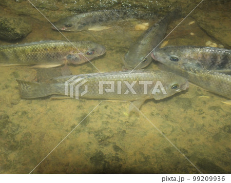 Indian tilapia fish, Oreochromis species, Satara, Maharashtra, India 99209936