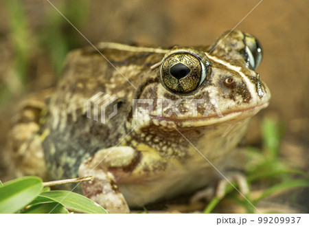 The Indian burrowing frog, Sphaerotheca breviceps., Satara, Maharashtra, India 99209937