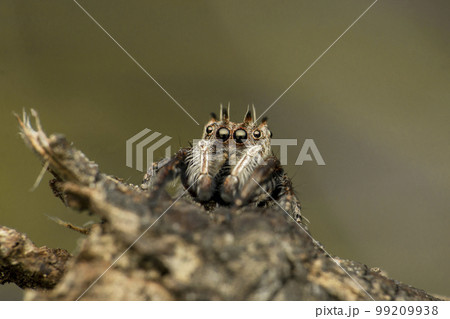 Jumping spider species, Satara, Maharashtra, India 99209938