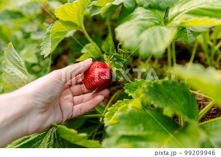 Gardening and agriculture concept. Woman farm worker hand harvesting red ripe strawberry in garden. Woman picking strawberries berry fruit in field farm. Eco healthy organic home grown food concept 99209946