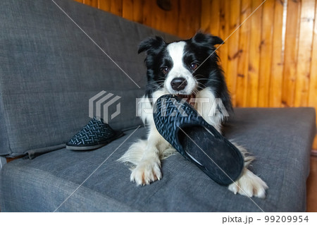 Naughty playful puppy dog border collie after mischief biting slipper lying on couch at home. Guilty dog and destroyed living room. Damage messy home and puppy with funny guilty look Naughty playful puppy dog border collie after mischief biting slipper lying on couch at home. Guilty dog and destroyed living room. Damage messy home and puppy with funny guilty look 99209954