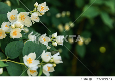 Beautiful white jasmine blossom flowers in spring time. Background with flowering jasmin bush. Inspirational natural floral spring blooming garden or park. Flower art design. Aromatherapy concept 99209973