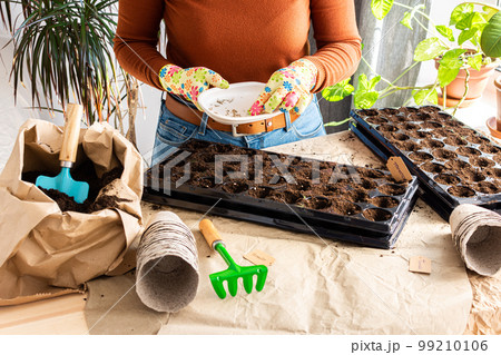 Woman is planting seedlings at home 99210106