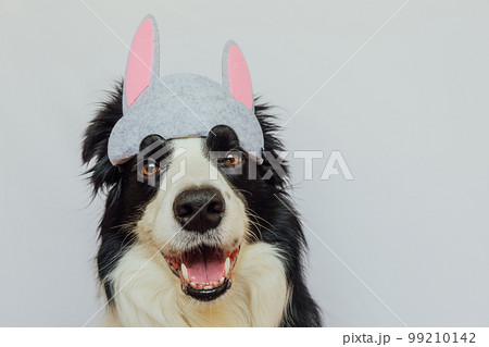 Happy Easter concept. Preparation for holiday. Cute funny puppy dog border collie wearing Easter bunny ears isolated on white background. Spring greeting card 99210142