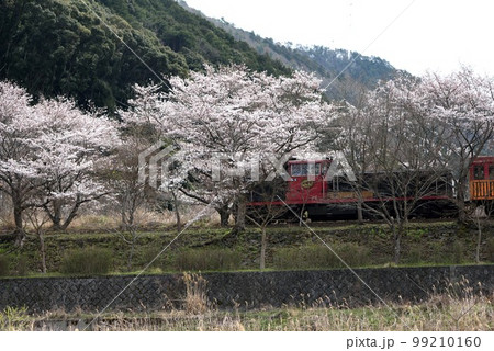 京都の嵯峨野トロッコ列車 桜満開の亀岡駅前 京都の嵯峨野トロッコ列車 桜満開の亀岡駅前 99210160