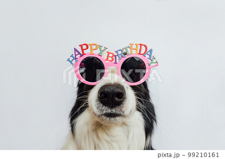 Happy Birthday party concept. Funny cute puppy dog border collie wearing birthday silly eyeglasses isolated on white background. Pet dog on Birthday day Happy Birthday party concept. Funny cute puppy dog border collie wearing birthday silly eyeglasses isolated on white background. Pet dog on Birthday day 99210161