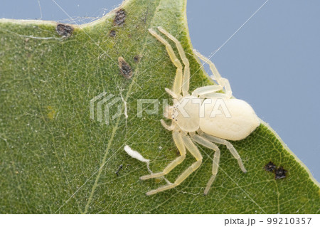 Running crab spider, Psellonus planus, Satara, Maharashtra 99210357
