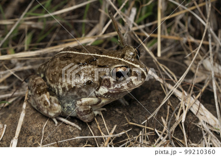 Burrowing frog, Sphaerotheca pashchima, Satara, Maharashtra 99210360