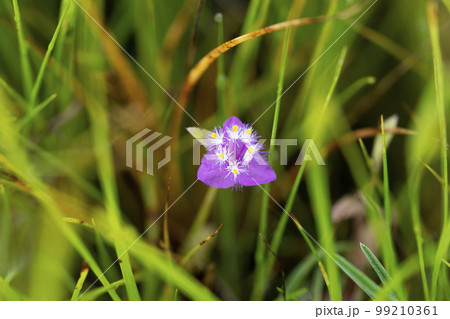 Closeup of Cyanotis, Cyanotis somaliensis, Satara, Maharashtra Closeup of Cyanotis, Cyanotis somaliensis, Satara, Maharashtra 99210361