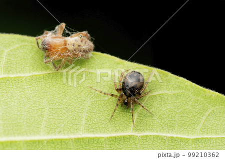 Comb footed spider with its kill, Phycosoma inornatum, Satara, Maharashtra 99210362