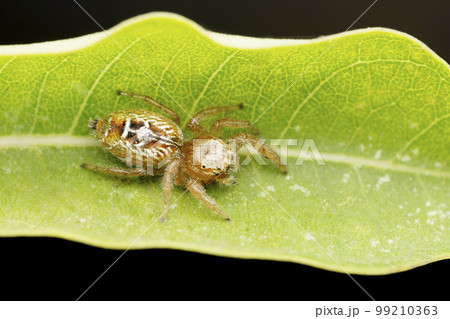Female heavy jumping spider, Thyene imperialis, Satara, Maharashtra 99210363