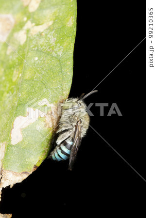Lateral of Blue banded bee, Amegilla cingulata, Satara, Maharashtra 99210365