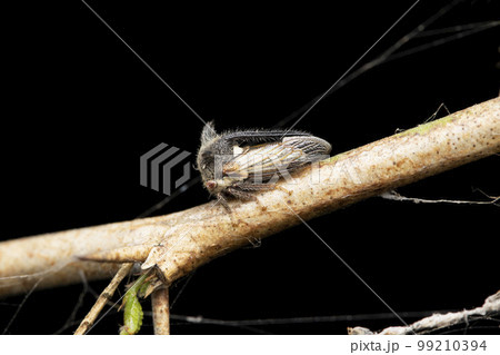 Horned treehopper, Oxyrachis tarandus, Satara, Maharashtra 99210394