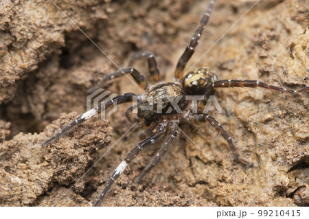 Spotted wolf spider, Trochosa sp, Satara, Maharashtra Spotted wolf spider, Trochosa sp, Satara, Maharashtra 99210415