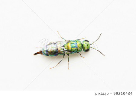 Dorsal of Cockoo wasp, Chrysididae, Satara, Maharashtra 99210434