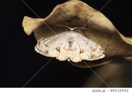 Scoopwing moth On dried leaf, Phazaca leucocera, Satara, Maharashtra 99210442