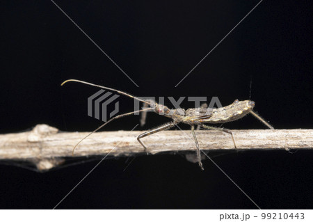 Strange New world assasin bugs, Sinea coronata, Satara, Maharashtra Strange New world assasin bugs, Sinea coronata, Satara, Maharashtra 99210443