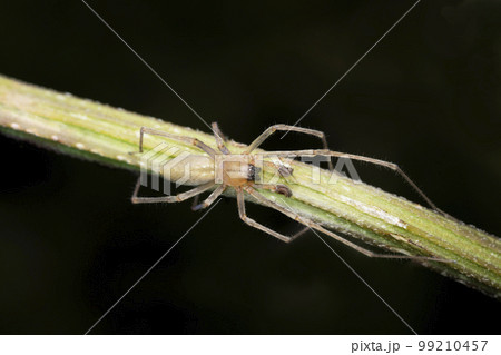 Male yellow spider, Clubiona phragmitis, Pune, Maharashtra 99210457