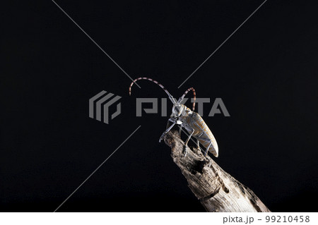 Mango stem borer, Batocera rufomaculata, Pune, Maharashtra Mango stem borer, Batocera rufomaculata, Pune, Maharashtra 99210458