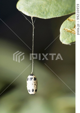 Moth pupa suspended on a leaf 99210459