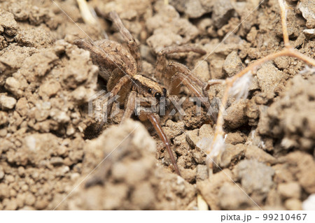 Wolf spider, Hogna himalayensis, Lycosidae, Satara, Maharashtra 99210467