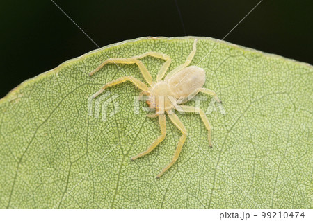 Flat crab spider, Psellonus planus, Satara, Maharashtra 99210474