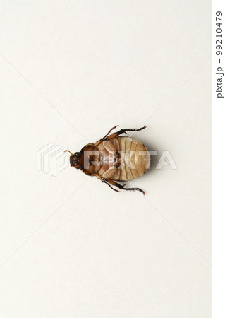 Ventral of Scarab beetles, Cyclocephala melanocephala,Satara, Maharashtra Ventral of Scarab beetles, Cyclocephala melanocephala,Satara, Maharashtra 99210479