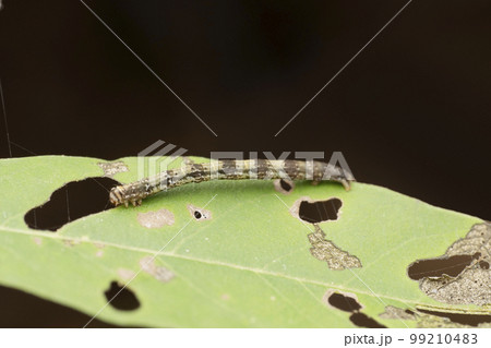 Gypsy moth caterpillar, Lymantria dispar, Satara, Maharashtra 99210483