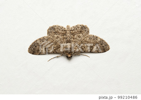 Indian ashy backed moth, Iridopsis larvaria, Satara, Maharashtra Indian ashy backed moth, Iridopsis larvaria, Satara, Maharashtra 99210486