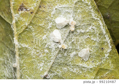 Pest white fly, Dialeurodes citri, Satara, Maharashtra 99210487