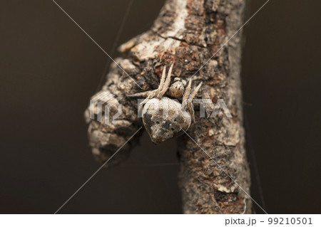 Orb weaver spider, Eriovixia laglaizei, Satara, Maharashtra 99210501