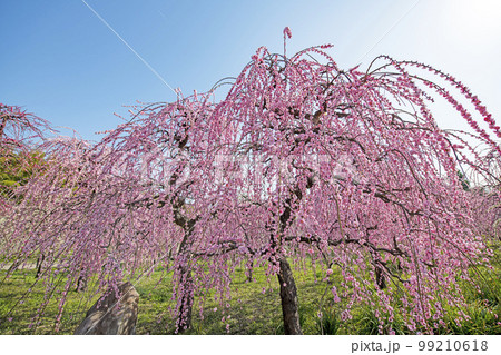 梅林 梅林 99210618