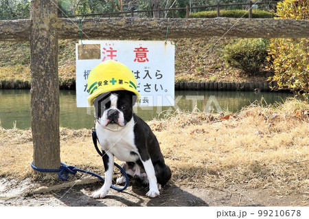 ゆずの里毛呂山町総合公園の池の前で安全第一の帽子を被って可愛く見つめるボストンテリアのマイティ君 ゆずの里毛呂山町総合公園の池の前で安全第一の帽子を被って可愛く見つめるボストンテリアのマイティ君 99210678