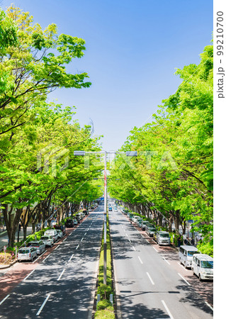 東京 新緑の表参道 東京 新緑の表参道 99210700