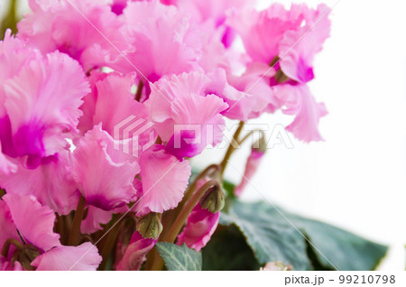 フリルがついたピンクのシクラメン フリルがついたピンクのシクラメン 99210798