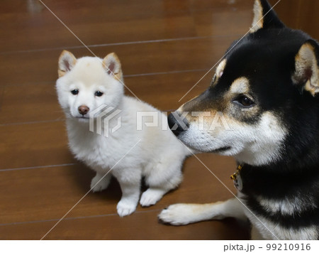 白柴と黒柴、子犬と成犬の写真（室内） 99210916