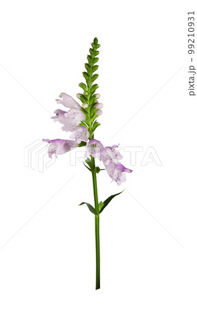 Purple flowers of physostegia virginiana isolated 99210931