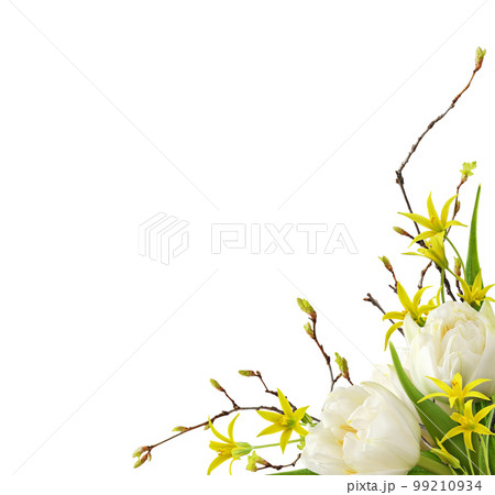 White tulip flowers, yellow gageas and spring twig with early leaves in a corner floral arrangement isolated on white 99210934