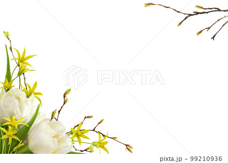 White tulip flowers, yellow gageas and spring twig with early leaves in a corner floral arrangements isolated on white 99210936