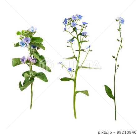 Twigs of blue flowers of Oxypetalum coeruleum, brunnera and forget-me-not isolated. Set. Twigs of blue flowers of Oxypetalum coeruleum, brunnera and forget-me-not isolated. Set. 99210940