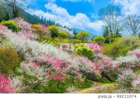 長野県　阿智村　花桃の里 99211074