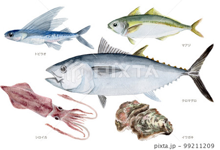 鳥取県四季の県魚(夏) 手描き水彩画 99211209