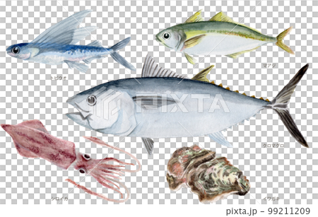 鳥取県四季の県魚(夏) 手描き水彩画 99211209