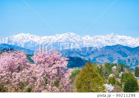 信州・小川村の春（桜と北アルプス） 99211298