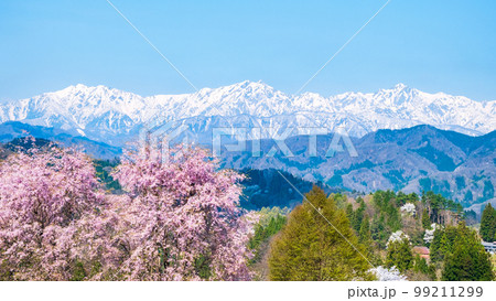 信州・小川村の春（桜と北アルプス） 99211299