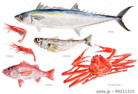 鳥取県四季の県魚(秋) 手描き水彩画 鳥取県四季の県魚(秋) 手描き水彩画 99211325