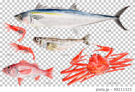 鳥取県四季の県魚(秋) 手描き水彩画 鳥取県四季の県魚(秋) 手描き水彩画 99211325