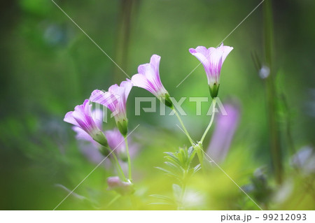 幻想的で美しい紫色の小さな草花 幻想的で美しい紫色の小さな草花 99212093