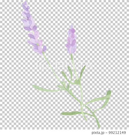 Lavender illustration painted by watercolor Lavender illustration painted by watercolor 99212149
